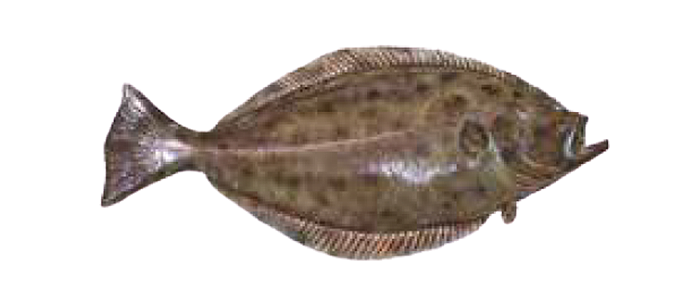 Round Sole